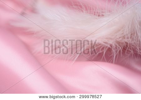 Pink Feather On The Background Of Pale Pink Color