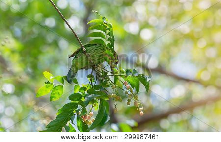 Birds That Are Green In Nature Megalaima Faiostricta