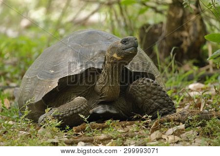 Galapagos Tortoise (chelonoidis ) - Santa Cruz Island, Galapagos