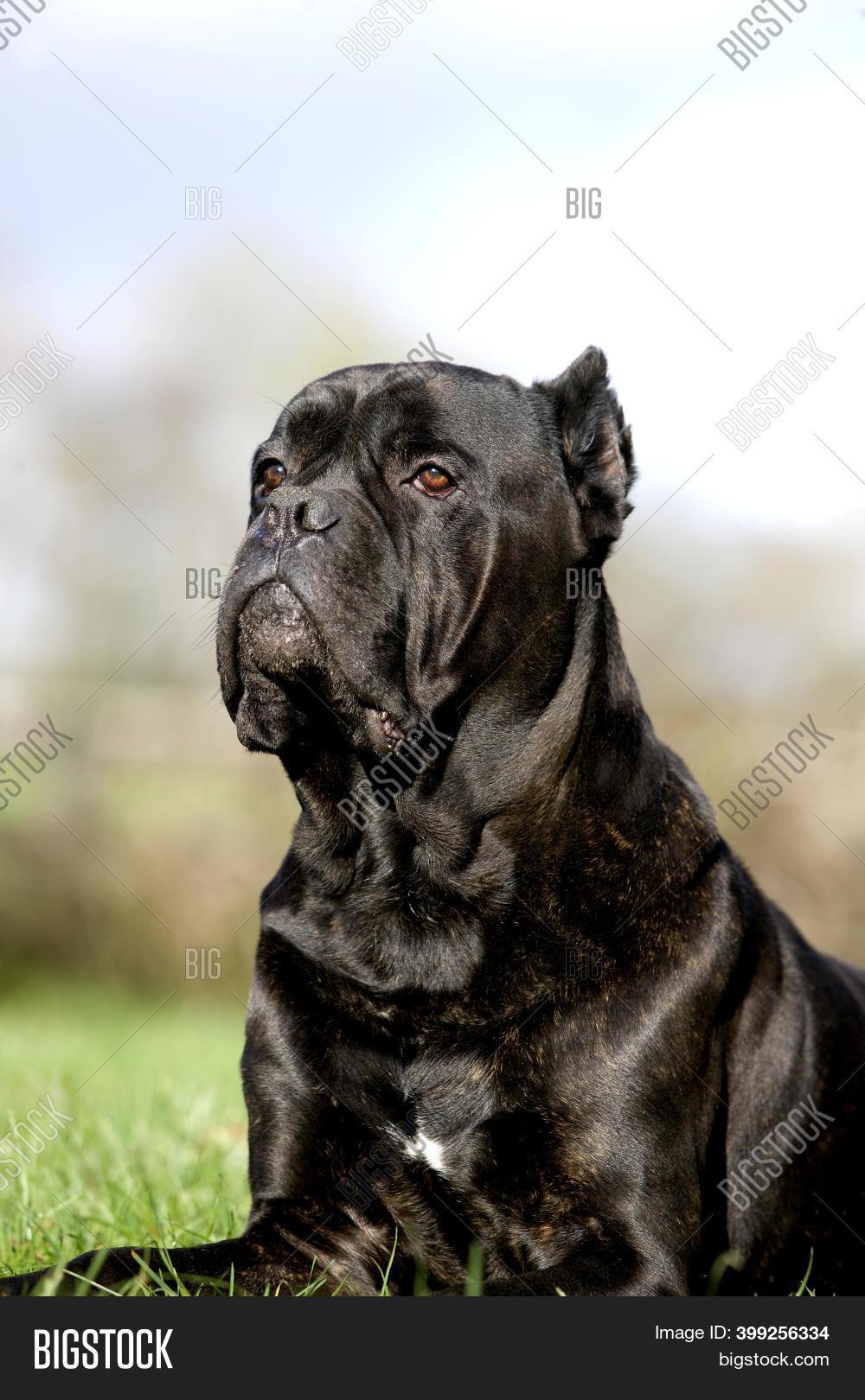 Cane Corso Dog Breed Image Photo Free Trial Bigstock