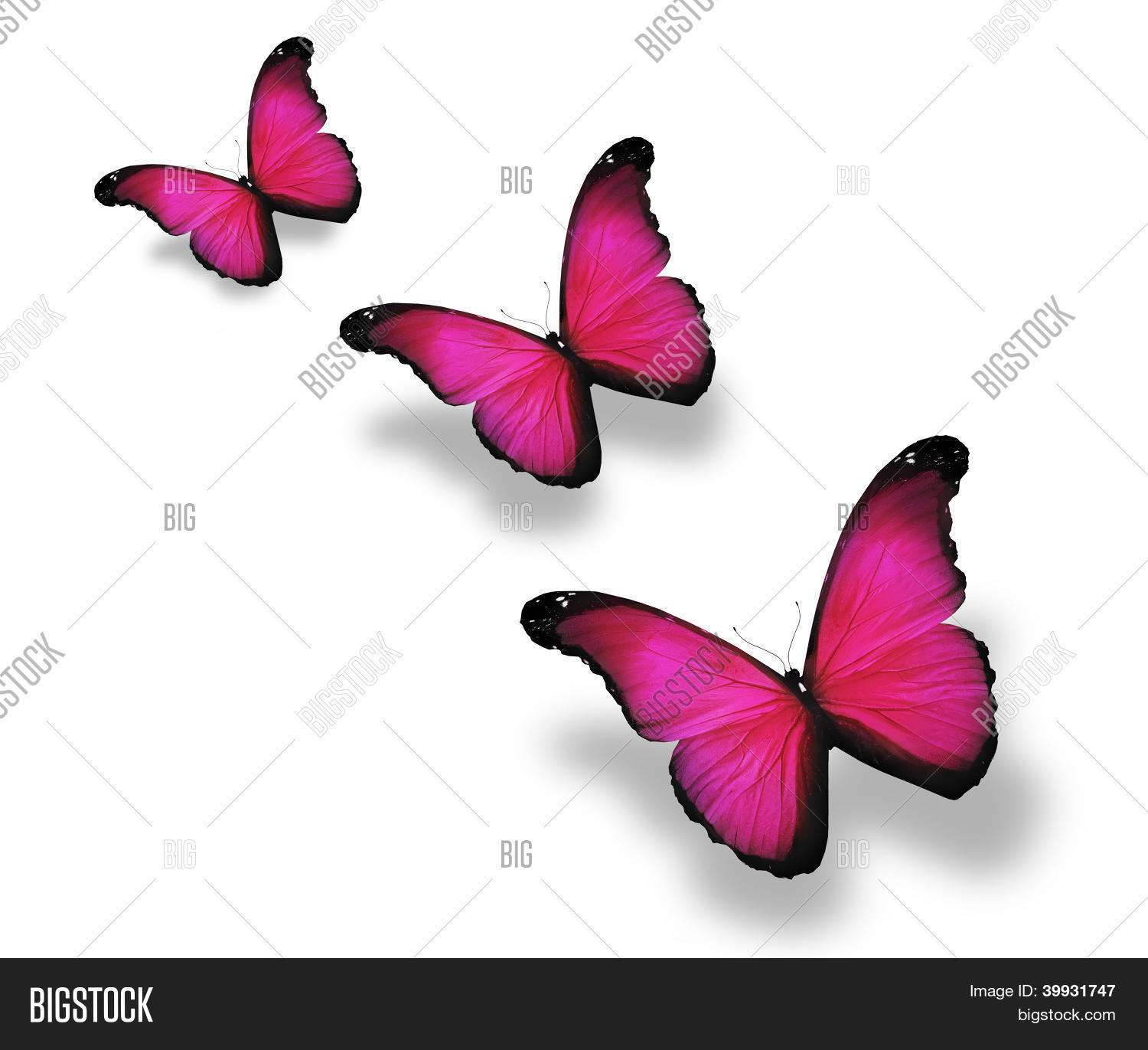 mariposas rosadas