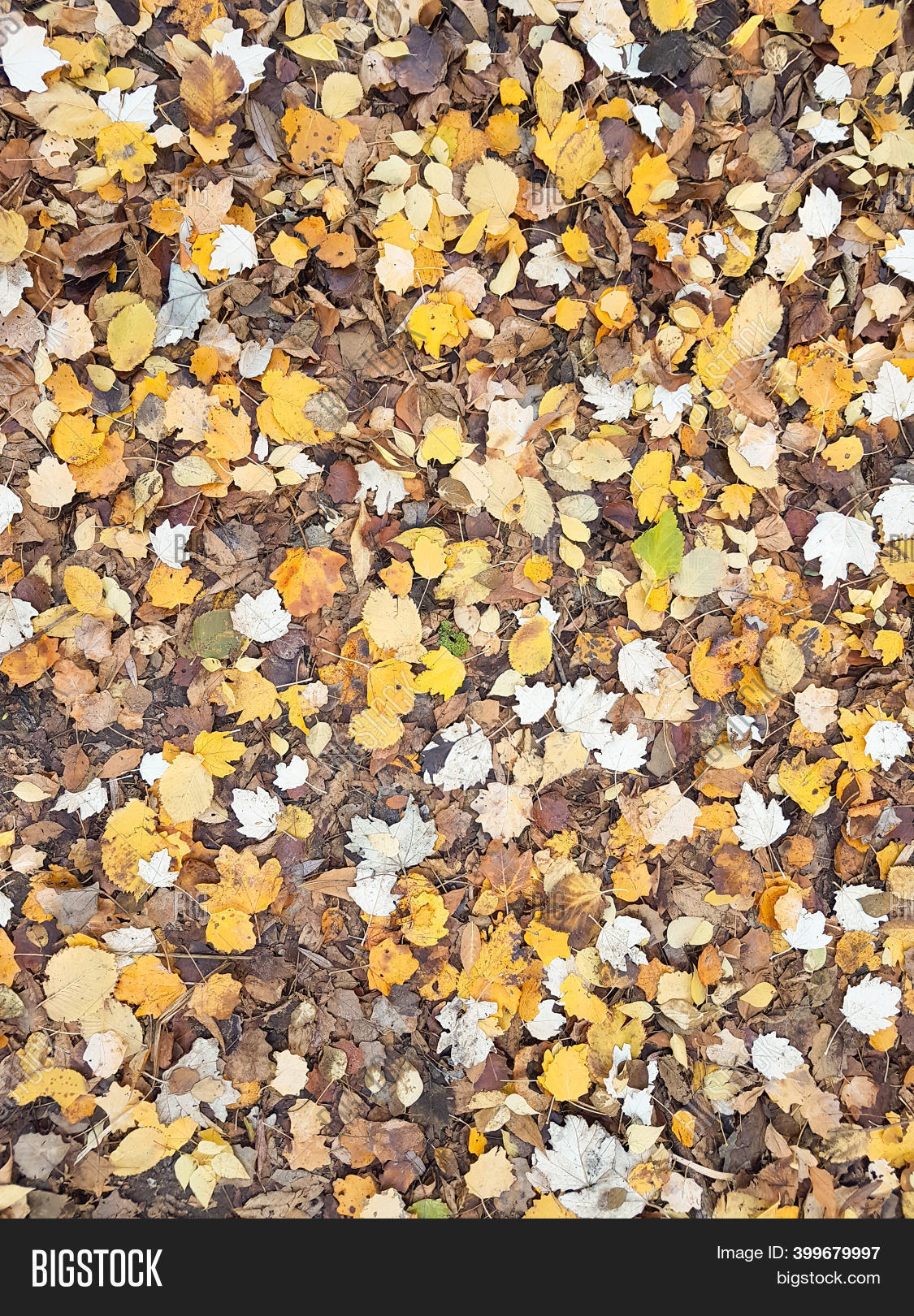 Autumn Yellow Colorful Image & Photo (Free Trial) | Bigstock