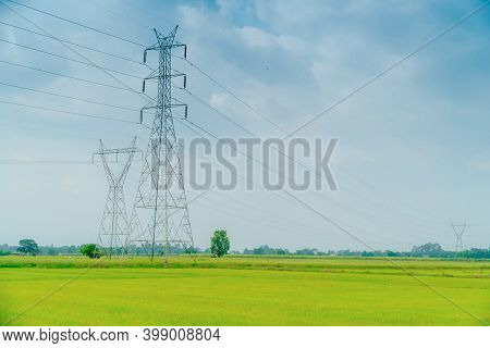 Numerous High-voltage Poles Lean Over Large Green Rice Fields For The Background. Growing Rice Field