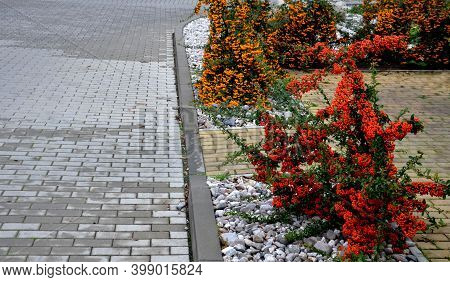 Pyracantha ( Firethorn ) Attractive Orange Berries And Utumn Rain. Pyracantha Coccinea Orange Glow F