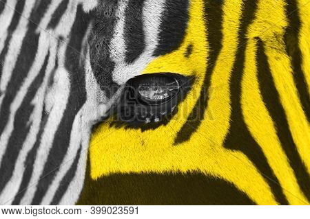 Close-up Of Zebra Eyes, Face Toned  To Llluminating Yellow And Gray.
Color Of The Year 2021 Ultimate