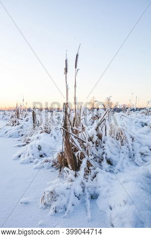 Frozen Cattail On The River Bank. Winter In Russia