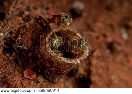 Adult Jatai Bees Of The Species Tetragonisca Angustula In Macro View