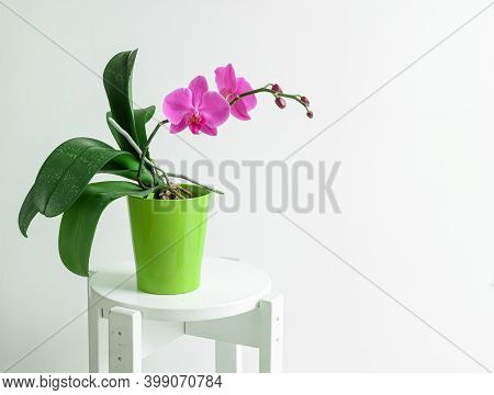 Pink Orchidaceae Phalaenopsis, Or Moth Orchid In A Green Pot On A White Background With Copy Space