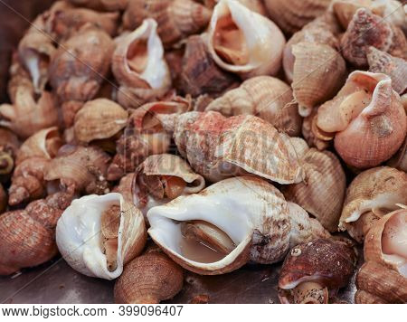 Fresh Sea Snails Bulot Or Common Whelks