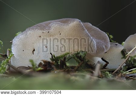 The Jelly Hedgehog (pseudohydnum Gelatinosum) Is An Edible Mushroom