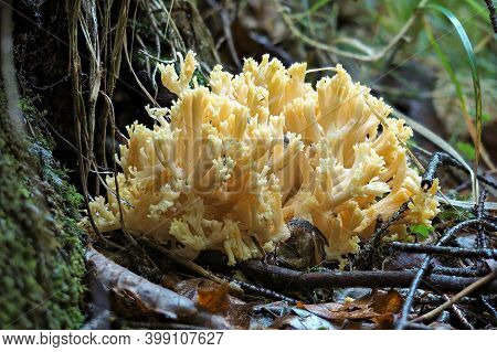 The Ramaria Spec. Is An Inedible Genus Of Mushrooms
