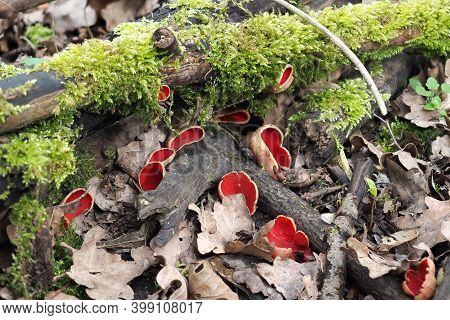 The Sarcoscypha Austriaca Is An Edible Mushroom , Stacked Macro Photo