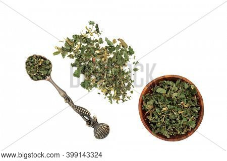 Pellitory of the wall herb used in herbal medicine to treat fluid retention, urinary tract disorders, constipation, coughs and also used for burns and wounds on skin. Parietaria officinalis. On white.