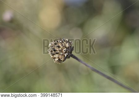 Giant Scabious Seed Head - Latin Name - Cephalaria Leucantha