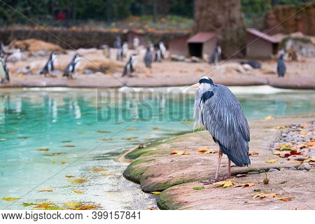 A Grey Heron Looking Accross The Lake, Stering On The African Penguins