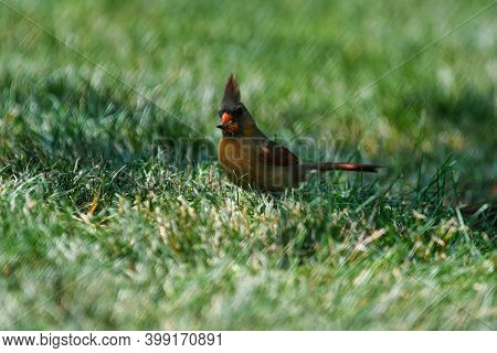 Northern Cardinal Female Bird Stands In Grass With Seed In Mouth With Head Crest Plumage Up With Bea
