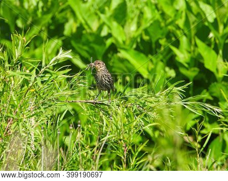 Red-winged Blackbird Female Bird With Insect In Mouth Perched On A Green Stem In Brilliant Sunlight