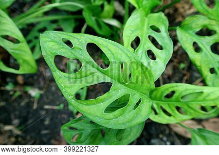 Vibrant Green Leaves With Many Holes Of The Swiss Cheese Plant Or Monstera Adansonii