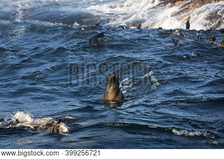 Great White Shark, Carcharodon Carcharias, Fin At Surface With South African Fur Seal, Arctocephalus