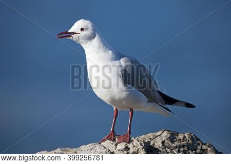 Hartlaub's Gull Or King Gull, Larus Hartlaubii, Adult Standing On Rock, Hermanus In South Africa
