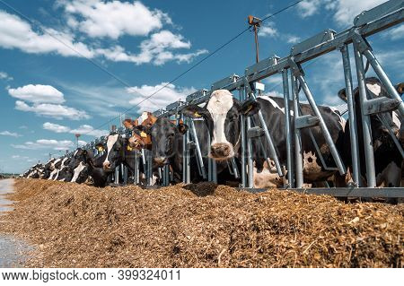 Cows For Milking In Farm. Dairy Cows In Modern Bar In Dairy Farm Cowshed.