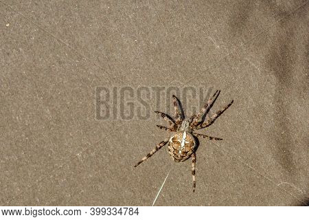 Spider cross. Wild dangerous poisonous arachnid. Arachnophobia. Fear of insects.