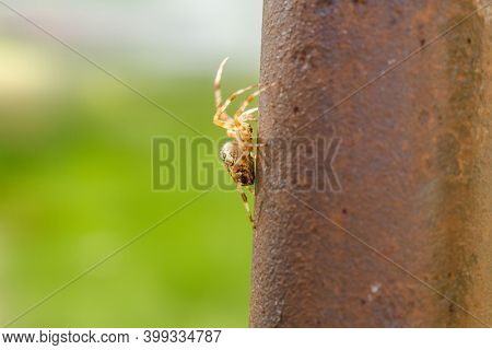 Spider cross. Wild dangerous poisonous arachnid. Arachnophobia. Fear of insects.
