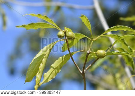 Cheesewood Branch - Latin Name - Pittosporum Undulatum