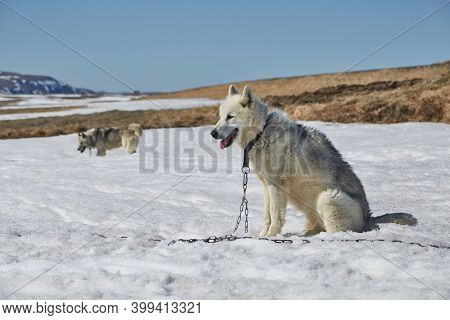 Dog sled ready for a ride on a snowy arctic lansdscape, melting snow in warming weather of climate change
