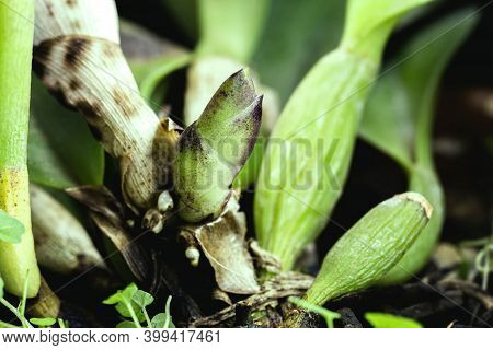 Healthy Bud Of Orchid Growing In Greenhouse, Brazilian Nursery. Anatomy Of Orchid, Bract, Leaf Axils