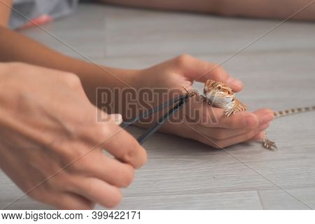 Child Boy And Woman Are Feedin Bearded Agama Dragon Insect Cockroach, Closeup. The Content Of The Li