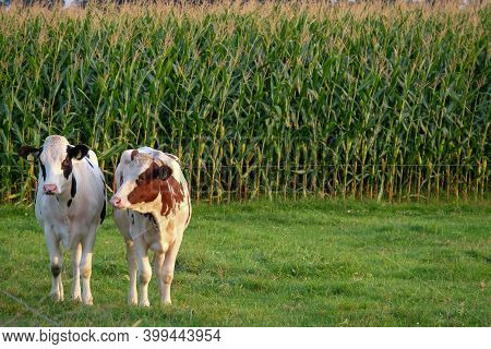 spring time in the western german muensterland