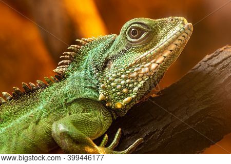 Close Up Portrait Of A Chinese Water Dragon (physignathus Cocincinus) On A Branch