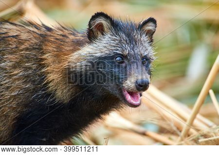 Raccoon Dog (nyctereutes Procyonoides) In Kazakhstan. Cute Wild Animals In Natural Environmen. Atyra