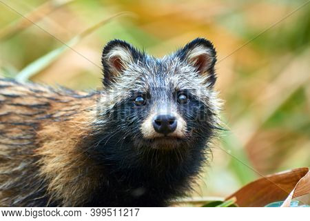 Raccoon Dog (nyctereutes Procyonoides) In Kazakhstan. Cute Wild Animals In Natural Environmen. Atyra