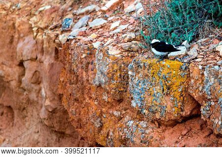 Pied Wheatear Or Oenanthe Pleschanka In Natural Habitat.