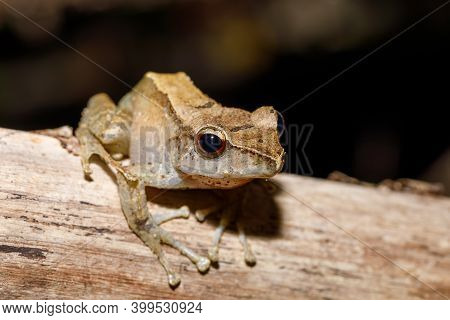Small Tree Frog Boophis Rhodoscelis Is A Species Of Frog In The Mantellidae Family. Masoala National