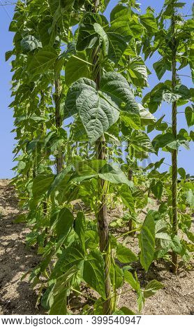 Some Pole Bean Plants In Sunny Ambiance