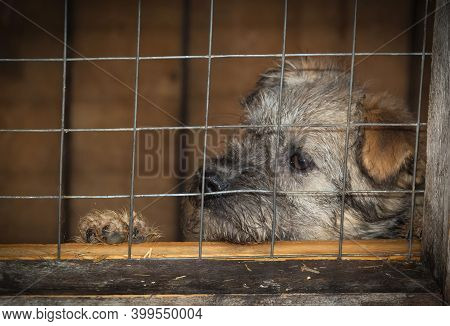 A Young Mongrel Dog In A Dogs Shelter Behind A Fence