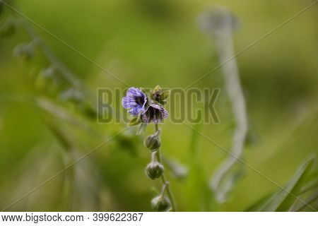 Flowers Of Different Colors Of The Cynoglossum Creticum Plant In Sunny Grassy Meadow.