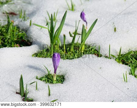 Purple Crocus In The Snow