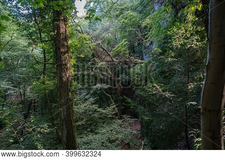 View Into An Overgrown Ravine In A Forest.