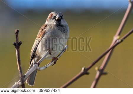 Portrait Of A House Sparrow (passer Domesticus) Perching On A Branch.
