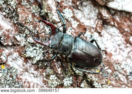 Male Stag Beetle (lucanus Cervus).stag Beetle Sitng On The Wooden Branch . Beetles Background.macro.