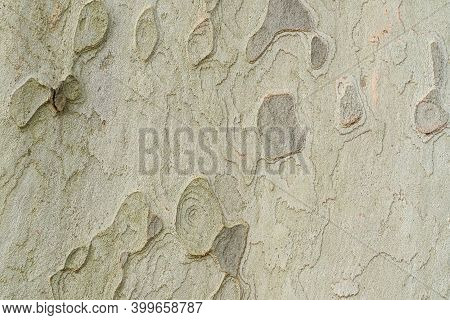 The Bark Of Plane Tree (platanus Acerifolia) Is A Nice Background , Macro Photo