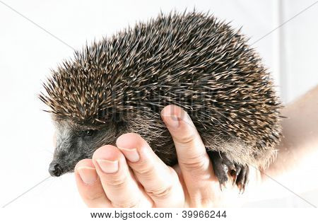 niedliche Igel sitzt auf einer Man von hand