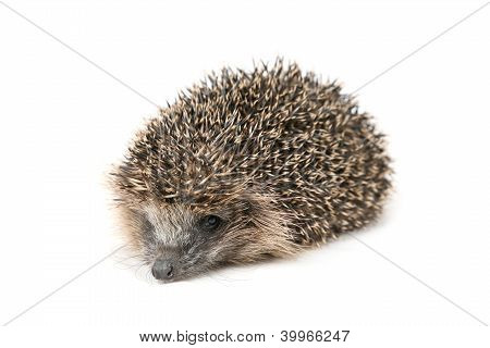 Igel liegend auf dem Boden vor einem weiÃŸen Hintergrund