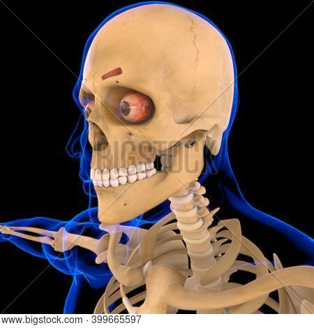 Corrugator Supercilii Muscle Anatomy For Medical Concept 3D
