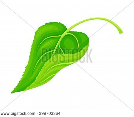 Green Petiolate Heart-shaped Sunflower Leaf With Fibers Vector Illustration