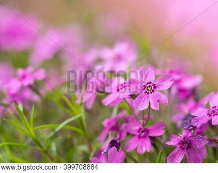 Blooming Phlox Subulata Flower, Background With Pink Flowers